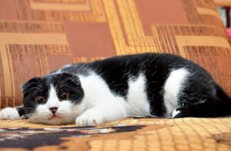 Як відучити кота від надмірного полювання: ефективні поради власникам