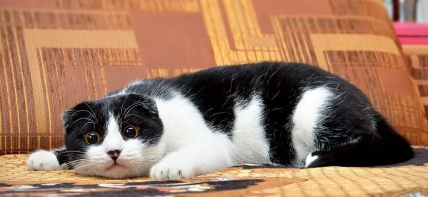 Як відучити кота від надмірного полювання: ефективні поради власникам