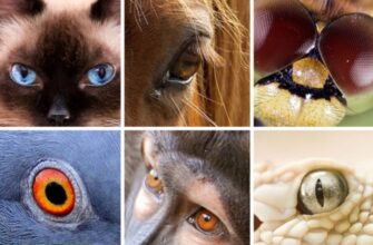 Як бачать тварини: Неймовірні факти про зір у світі фауни