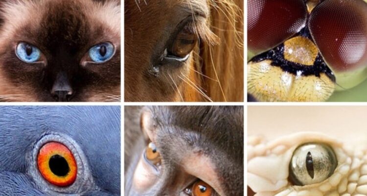 Як бачать тварини: Неймовірні факти про зір у світі фауни