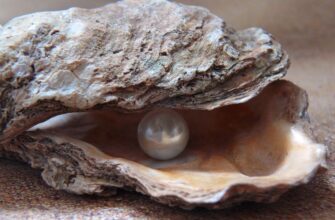 Перлини: Як створюються чудеса природи у глибинах океану