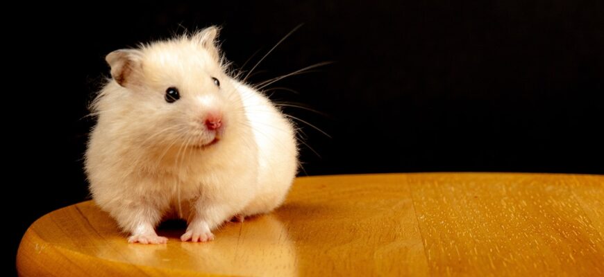 Що таке ратолог і чому важлива його роль у суспільстві?