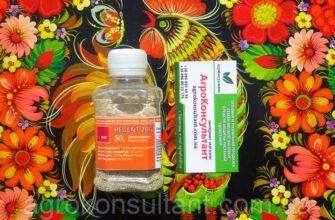 Регент: Хто Це Та Яка Його Роль у Владі та Культурі України