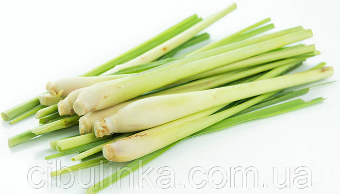 Лемонграс: користь, використання та вплив на здоров’я людини