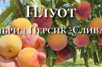 Що таке плуот: відкрийте смаковий потенціал гібридного фрукта