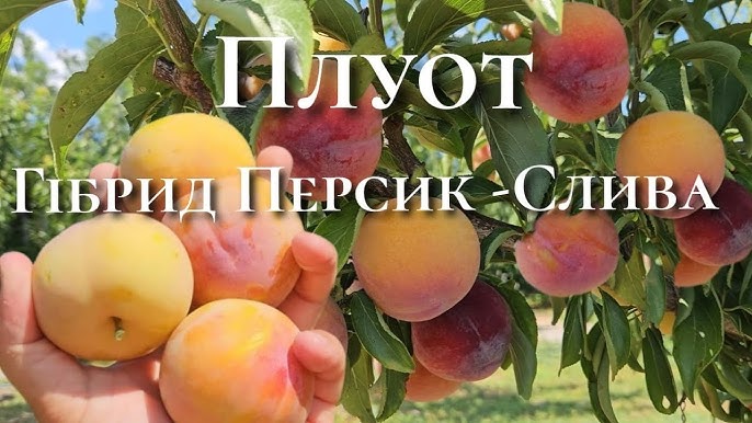 Що таке плуот: відкрийте смаковий потенціал гібридного фрукта Що таке плуот: відкрийте смаковий потенціал гібридного фрукта