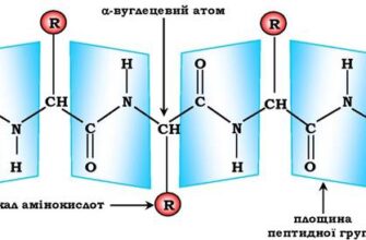 Значення пептидного зв’язку: ключовий елемент білкової структури
