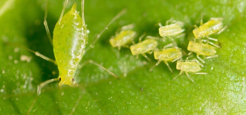 Тля: Як Захистити Рослини Від Цього Небезпечного Шкідника? Тля: Як Захистити Рослини Від Цього Небезпечного Шкідника?