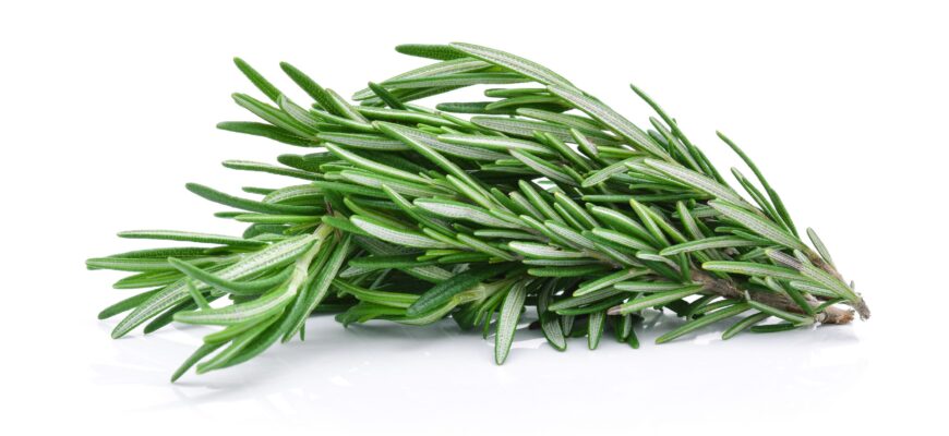 Розмарин: Лікувальні Властивості та Кулінарні Застосування Трави Розмарин: Лікувальні Властивості та Кулінарні Застосування Трави