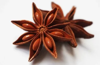 Аніс: корисні властивості, застосування та вирощування цілющої рослини