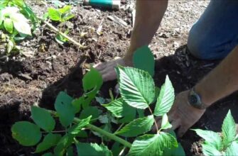 Як ефективно та швидко позбутися небажаної порослі малини