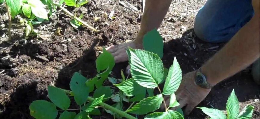 Як ефективно та швидко позбутися небажаної порослі малини