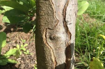 Що робити, якщо тріснула кора на сливі: поради та рекомендації