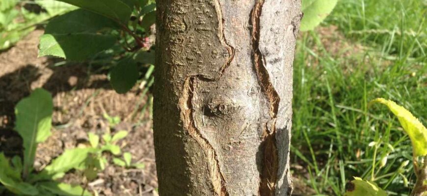 Що робити, якщо тріснула кора на сливі: поради та рекомендації