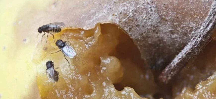 Ефективні методи, як позбутися чорних мошок у вашому домі