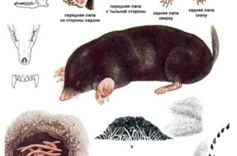 Унікальні особливості покриву тіла крота: шкіра та шерсть