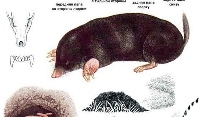 Унікальні особливості покриву тіла крота: шкіра та шерсть