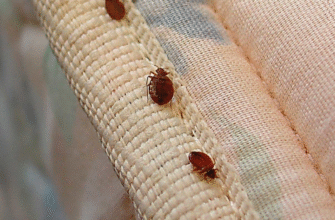 Джерела мармурових клопів у квартирі: причини та способи усунення