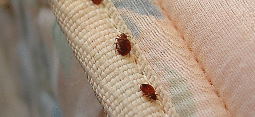 Джерела мармурових клопів у квартирі: причини та способи усунення