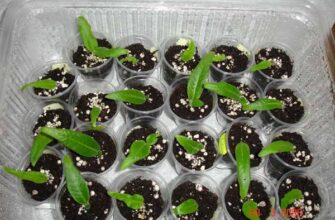 Оптимальний ґрунт для стрептокарпусу: обираємо найкращі компоненти