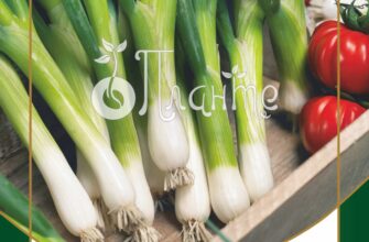 Що любить багаторічна цибуля: секрети догляду та вирощування