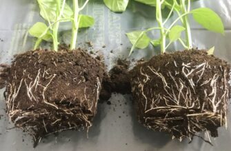 Як правильно розводити Корневін для замочування живців: інструкція