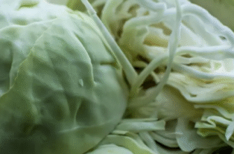 Чи можна їсти стовбур капусти: користь, смак та способи приготування