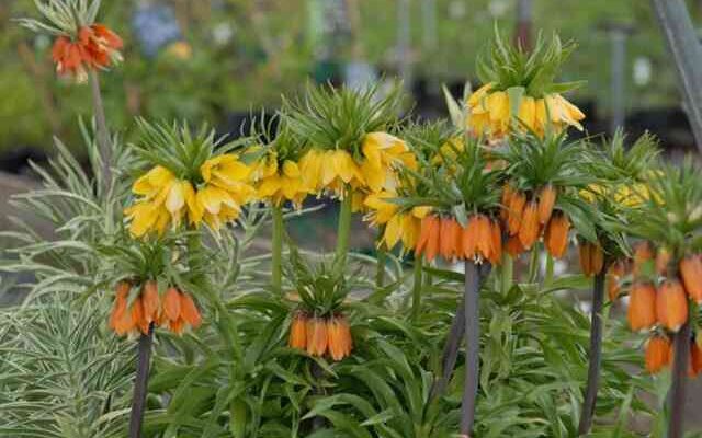 Чи варто викопувати рябчики після цвітіння: поради для садівників