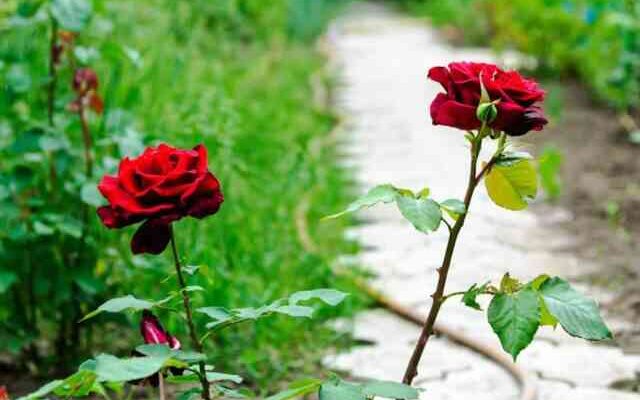 Які саме квіти найкраще підживлювати сечовиною для кращого росту