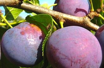 Як швидко ростуть сливи: поради для успішного вирощування дерев