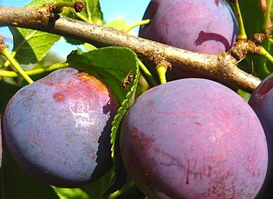 Як швидко ростуть сливи: поради для успішного вирощування дерев