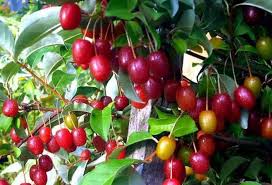 Як правильно їсти гумі: повний гід для любителів желатинових цукерок