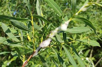 Чому плачуча верба? Історія походження назви цього дерева