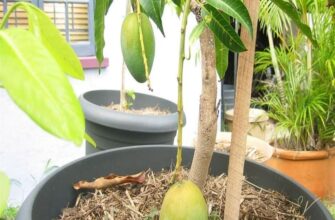 Як правильно садити кісточку манго в горщик: покрокова інструкція