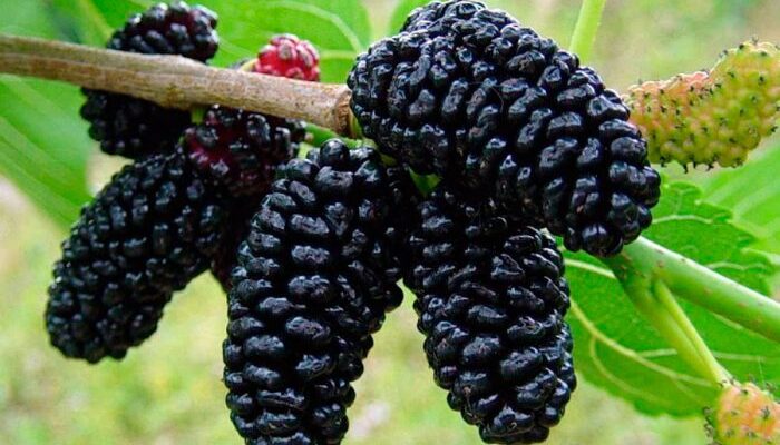 Шовковиця: ягода чи фрукт? Визначення та корисні властивості