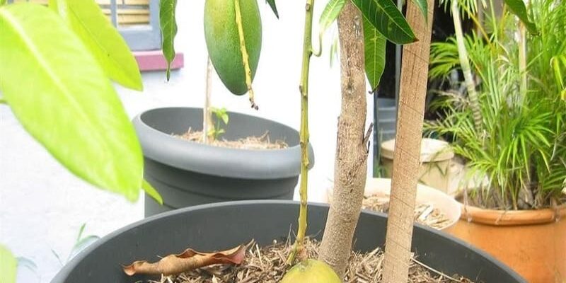 Як правильно садити кісточку манго в горщик: покрокова інструкція