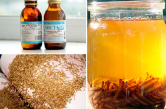 Правильний прийом настоянок: інструкція по безпечному застосуванню