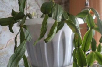 Чому у декабриста стоншується листя: основні причини та рішення