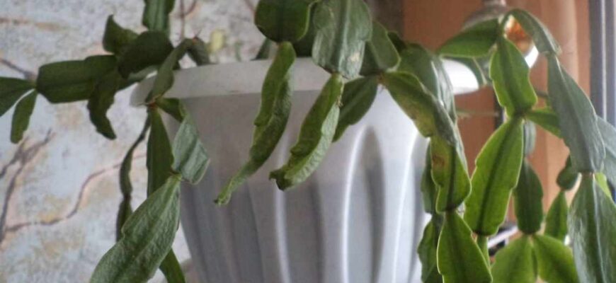 Чому у декабриста стоншується листя: основні причини та рішення