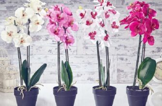 Як правильно доглядати за орхідеями з магазину: поради та рекомендації