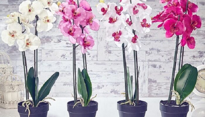Як правильно доглядати за орхідеями з магазину: поради та рекомендації