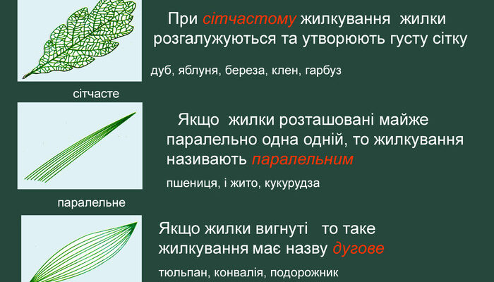 Що таке жилкування: просте пояснення для всіх, оптимізоване під Google