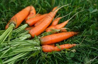 Ефективні поради: як правильно зібрати моркву з грядки без втрат