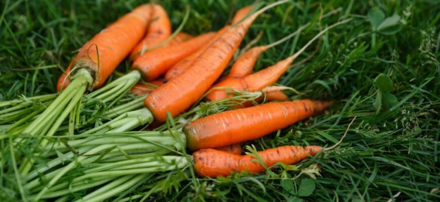 Ефективні поради: як правильно зібрати моркву з грядки без втрат