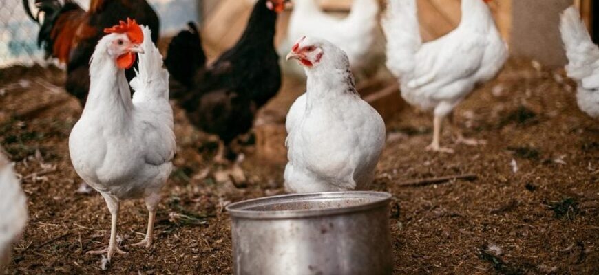 Як підвищити несучість курей влітку: ефективні поради та рекомендації