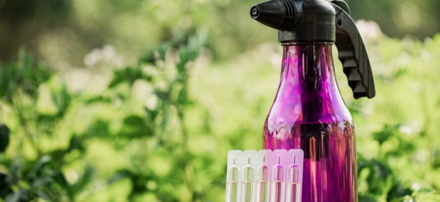 Переваги використання марганцівки для здоров’я та росту огірків