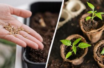 Чи варто замочувати насіння баклажанів перед посадкою: практичні поради