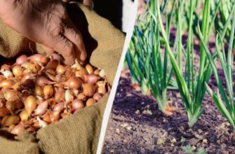 Що додати в ґрунт при посадці цибулі: поради для кращого врожаю