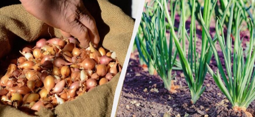 Що додати в ґрунт при посадці цибулі: поради для кращого врожаю
