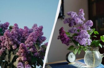 Чому не варто ламати гілки бузку: забобони та екологічні наслідки